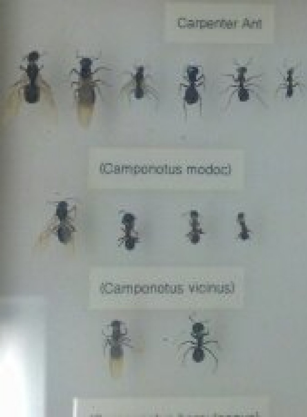 Carpenter Ants Carpenter Ants Vs Sugar Ants,Cymbidium Orchid Care
